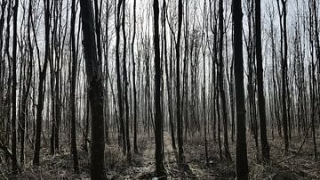 Door de bomen het Bos zien van Vincent Vagevuur