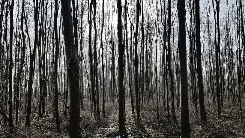Door de bomen het Bos zien von Vincent Vagevuur