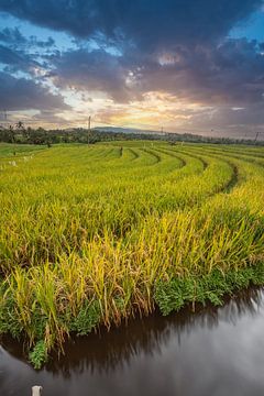 Frisgroene rijstterrassen op Bali, Indonesië van Fotos by Jan Wehnert