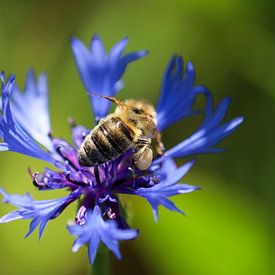 Bee sitting on a blue cornflower by Reiner Conrad