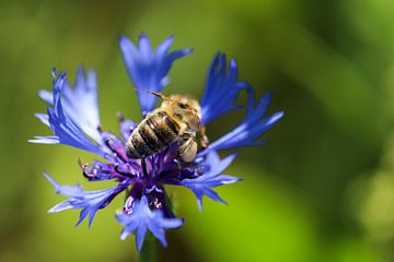 Bij zittend op een blauwe korenbloem van Reiner Conrad