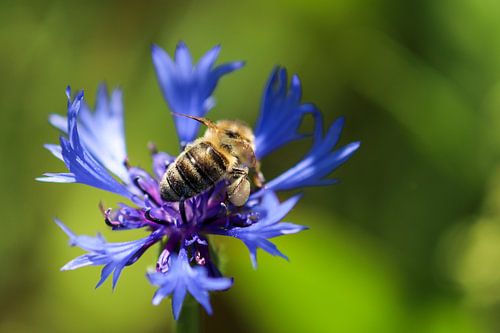 Biene sitzt auf einer blauen Kornblume von Reiner Conrad