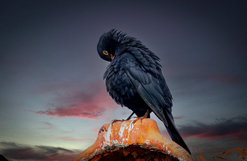 Blackbird on the roof by Maik Bätzold