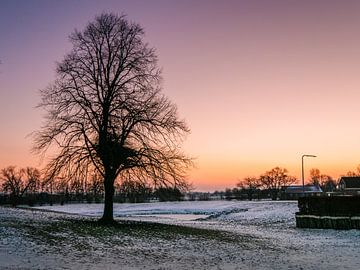 Eenzame boom in een winterlandschap van Cynthia Bil