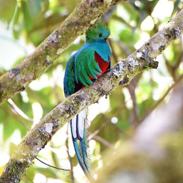 Quetzal (Bunter Vogel aus Mittelamerika) von Rini Kools