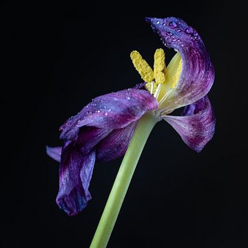 Uitgebloeide paarse tulp van Jefra Creations