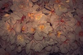 Romantik von Bernardine de Laat