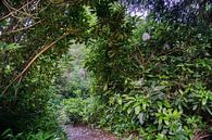 Hidden path in the green by Joran Quinten thumbnail