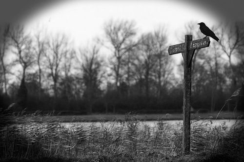 With the raven on the way... by Marcel Admiraal