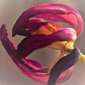 Blühende Tulpe von Dorien Boekema