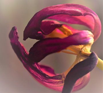Uitgebloeide tulp