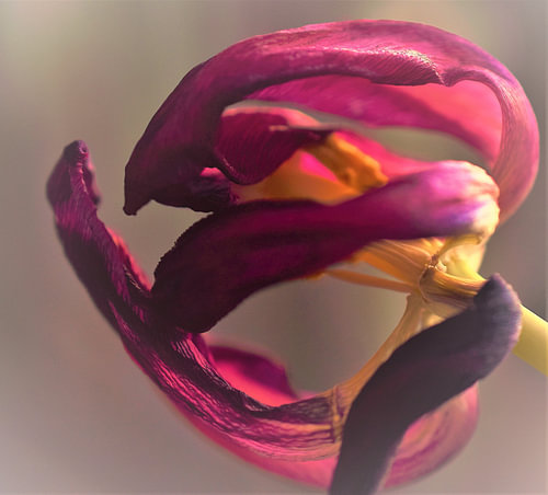 Tulipe en fleur