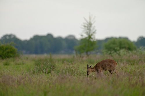 Rehbock auf dem Feld