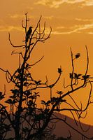 Silhouet in de schemering
