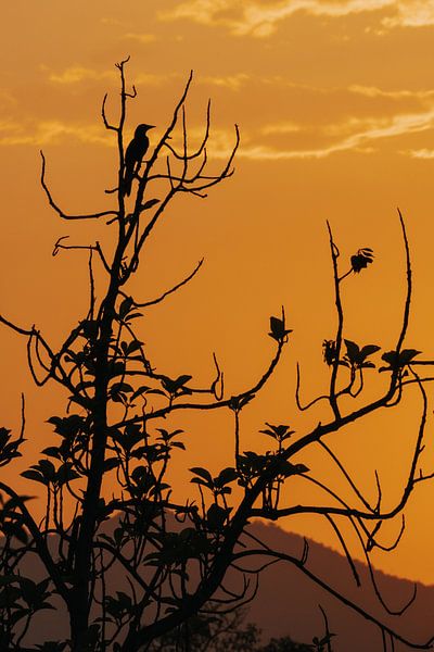 Silhouette im Sonnenuntergang von Thirza Wijnja
