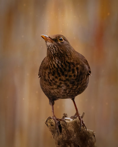 Thrush in the snow