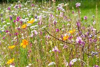 Champ de fleurs en Frise