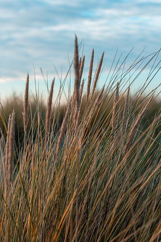 "Das Flüstern der Dünen: Eine Ode an die natürliche Stille" von Chantal Goos