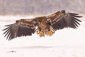 Zeearend, Haliaeetus albicilla. Roofvogels. van Gert Hilbink