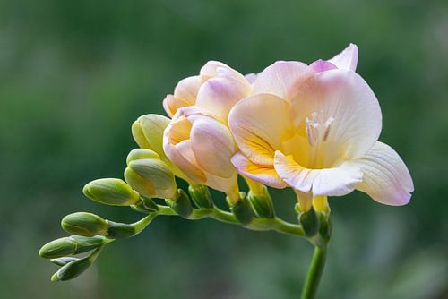 Freesia