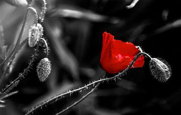 Schwarz-Rot - Mohnblume im Kontrast der Farben von Max Steinwald