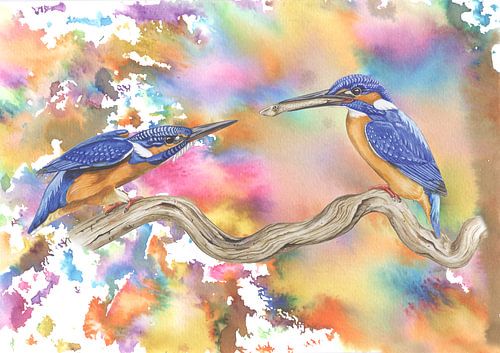 Colourful kingfishers