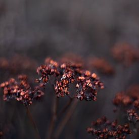 Wunderschöne kupferfarbene verbrauchte Blume | Nahaufnahme Stillleben Naturfotografie von Suzanne Rotteveel