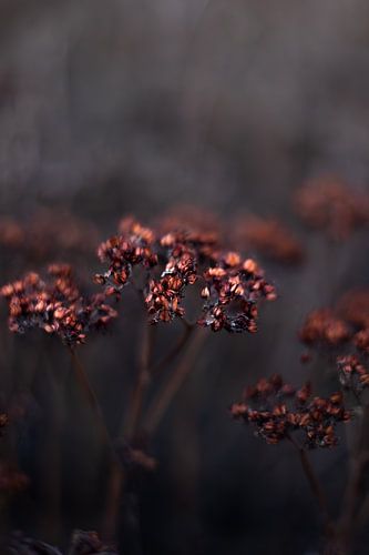 Schitterende koperkleurige uitgebloeide bloem | close up stilleven natuur fotografie