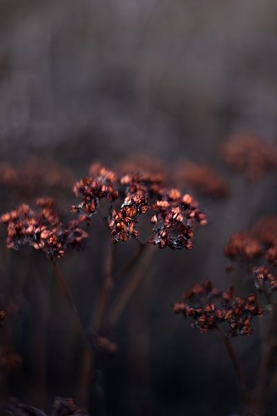 Wunderschöne kupferfarbene verbrauchte Blume | Nahaufnahme Stillleben Naturfotografie von Suzanne Rotteveel