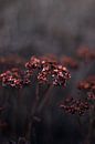 Wunderschöne kupferfarbene verbrauchte Blume | Nahaufnahme Stillleben Naturfotografie von Suzanne Rotteveel Miniaturansicht