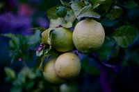 Citrons
