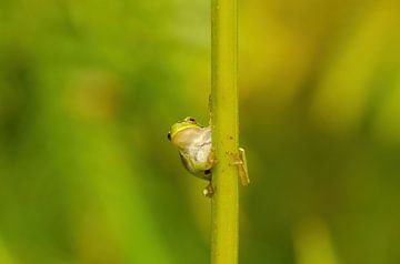 Grenouille arboricole sur Corrie Post