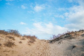 Dutch Dunes | Des pas dans le sable