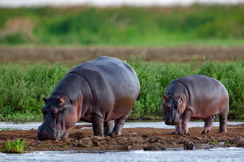 Hippo w. young by Peter Michel