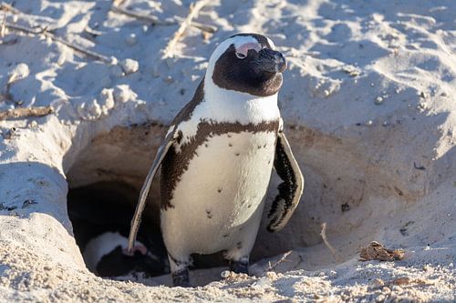 Penguin in front of his cave