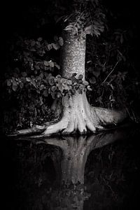 Baum am Wasser