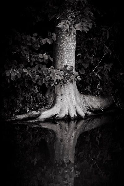 Tree on the waterfront by Elly van Veen