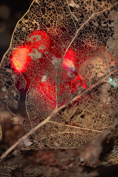 Feuille morte avec lumières par Patricia van Kuik