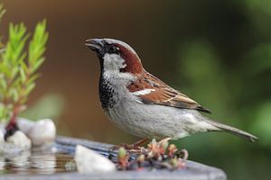 Haussperling (Passer domesticus)