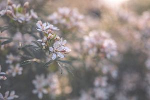 Blumen Teil 123 von Tania Perneel