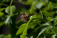 Butterfly with backlight on a leaf