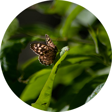 Vlinder met tegenlicht op een blad van Tabitha den Hartog