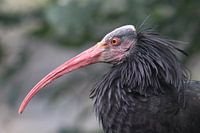 Kaalkopibis