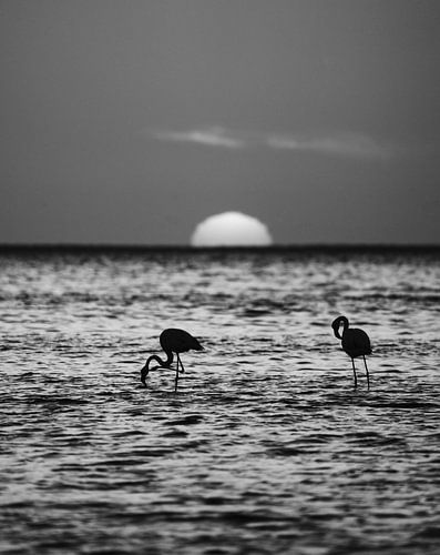 Flamingo's bij zonsondergang in Walvis Bay Namibië, Afrika