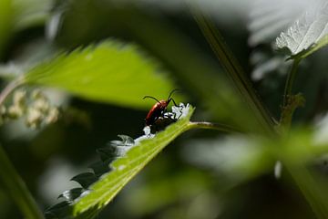 Coléoptère rouge posant sur Maxwell Pels