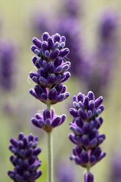 Lavendel Nahaufnahme