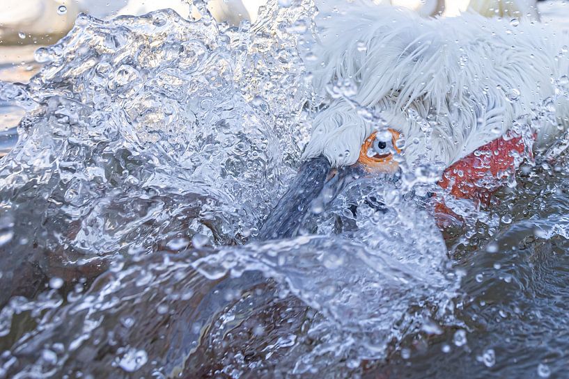 ACTION !  Le pélican crucifère attrape un poisson. par Kris Hermans