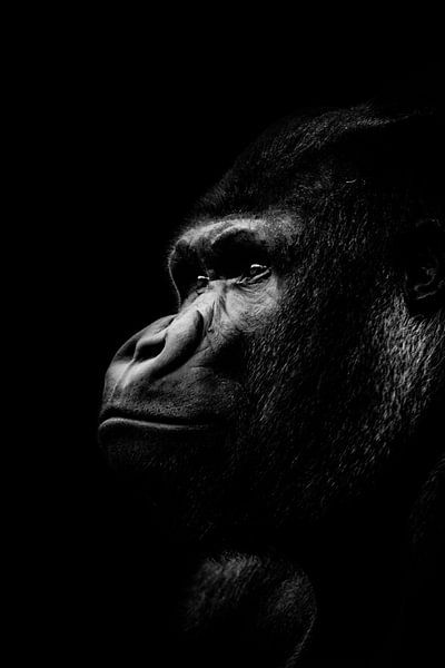 Gorilla van Design Wall Arts
