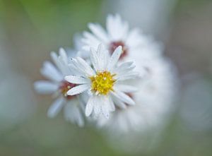 American Aster Flower Cluster