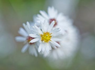 Amerikaanse aster bloemtros van Iris Holzer Richardson